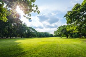 Grassy field surrounded by trees